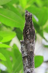 Common Potoo